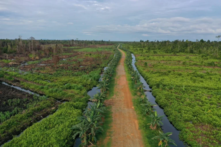 Drained tropical peatland with canals in Indonesia