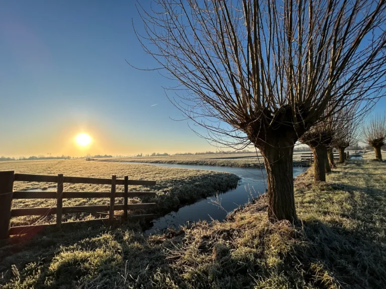 Pollard willows along a ditch in a Dutch peat meadow at sunrise